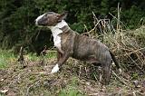 BULL TERRIER MINIATURE 260